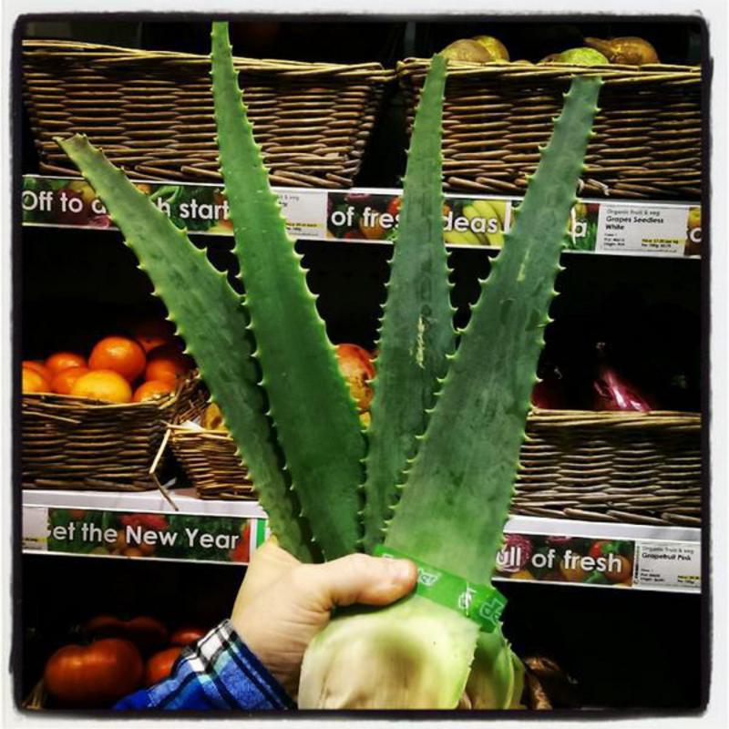 Healing organic aloe vera leaves Real Foods